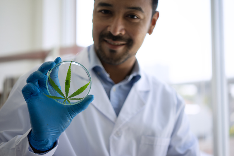 como funciona a regulacao da cannabis