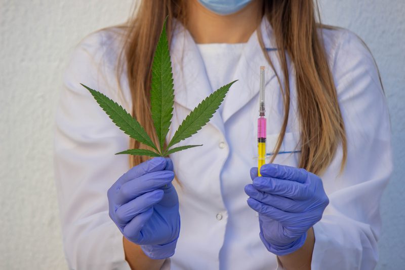 pesquisas sobre regulacao da cannabis