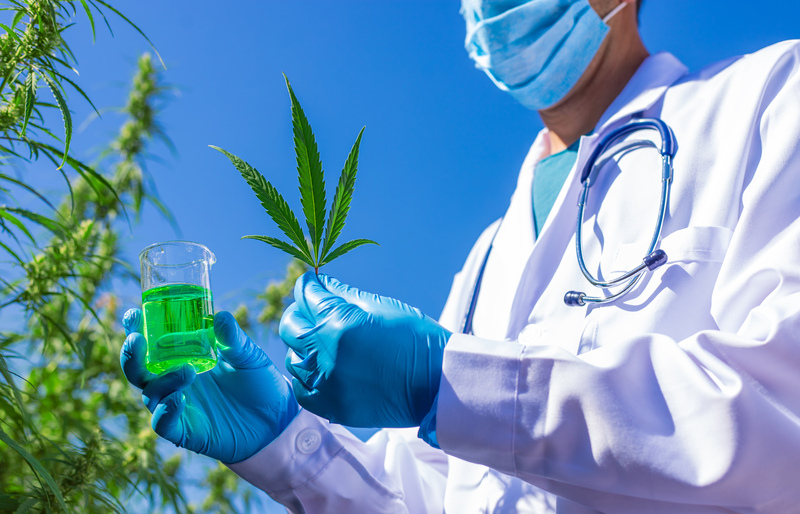 regulacao da cannabis no brasil