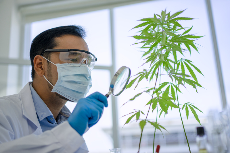 regulacao da cannabis