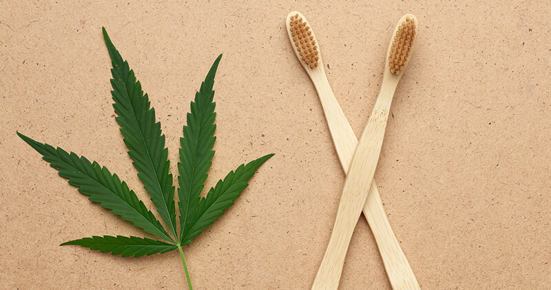 odontologia canabinoide flor canhamo