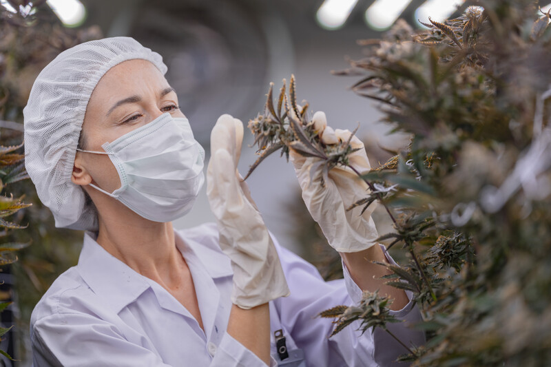 beneficios da cannabis como tratamento