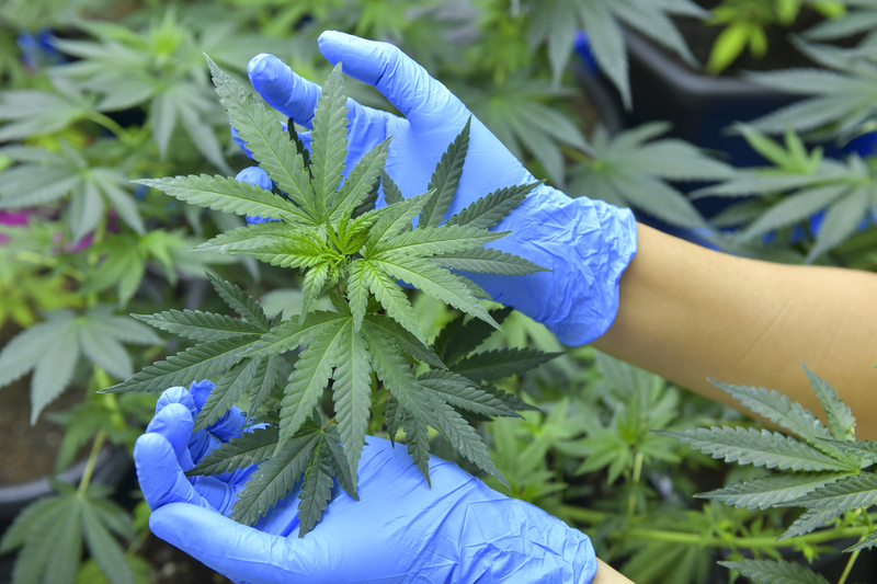 beneficios da cannabis medicinal