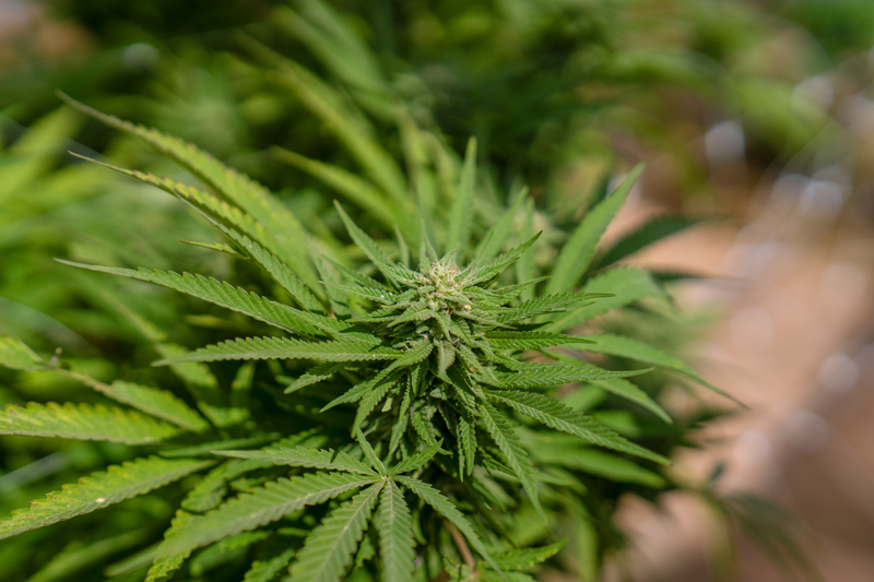 beneficios da cannabis para-idosos