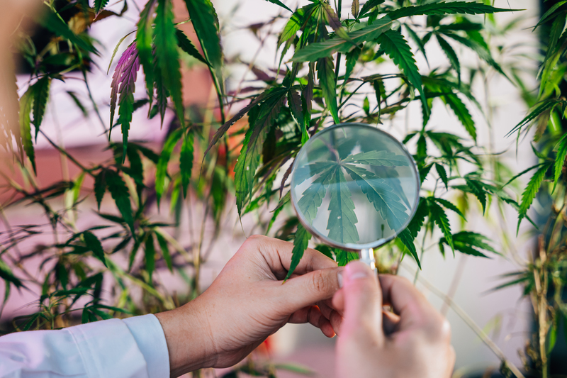 pesquisas indicam os beneficios da cannabis