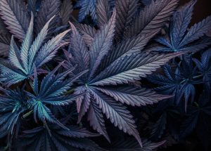 quais sao os beneficios da cannabis