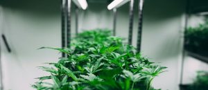 Estudo revela problemas no mercado de cânhamo nos EUA