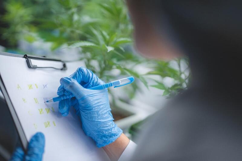 canabidiol no brasil anotacoes