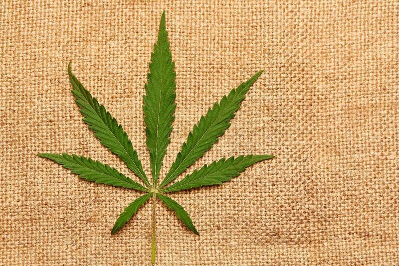 folha de cannabis folha extraida