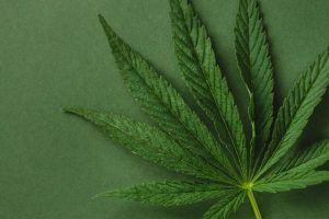 folha de cannabis folhagem