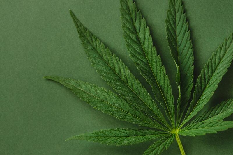 folha de cannabis folhagem