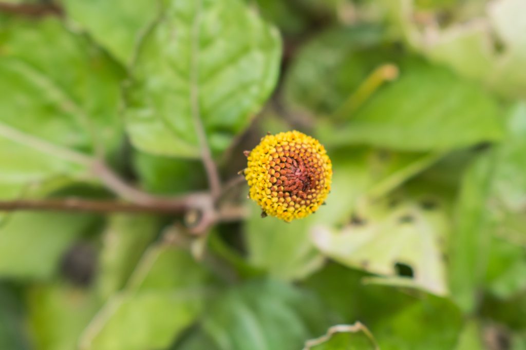Flor de jambu vista de cima