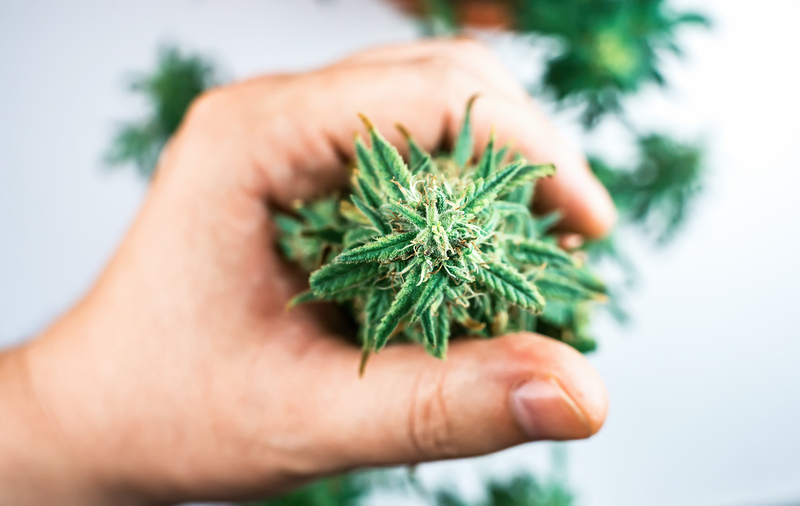 fitocanabinoides e beneficios