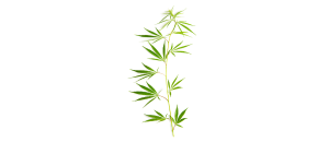 Caule da Cannabis também pode ter propriedades terapêuticas