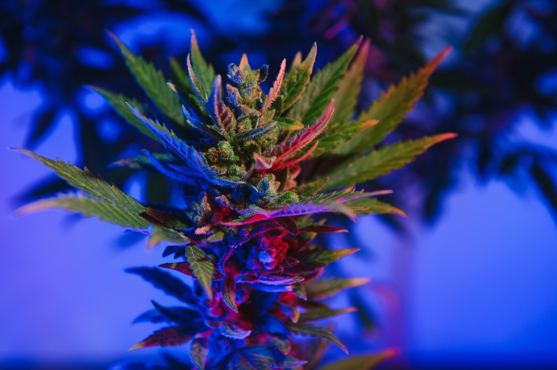 autorizacao para cultivo de oleo de cannabis