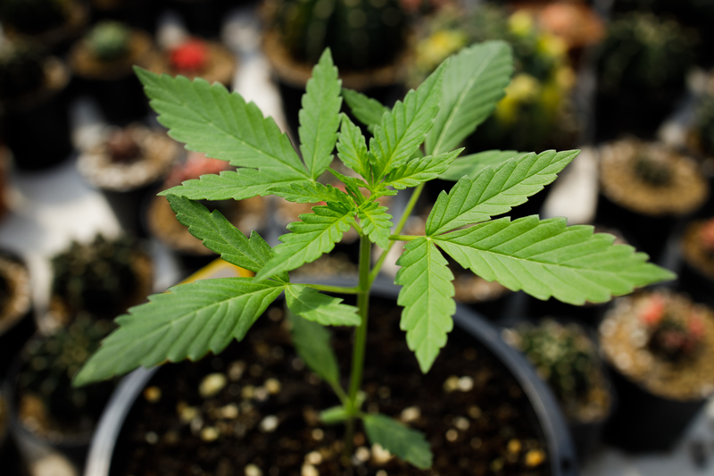 como funciona a autorizacao para cultivo