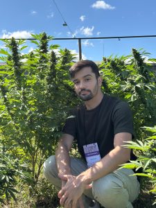 Bismarck abaixado ao lado de uma planta de Cannabis