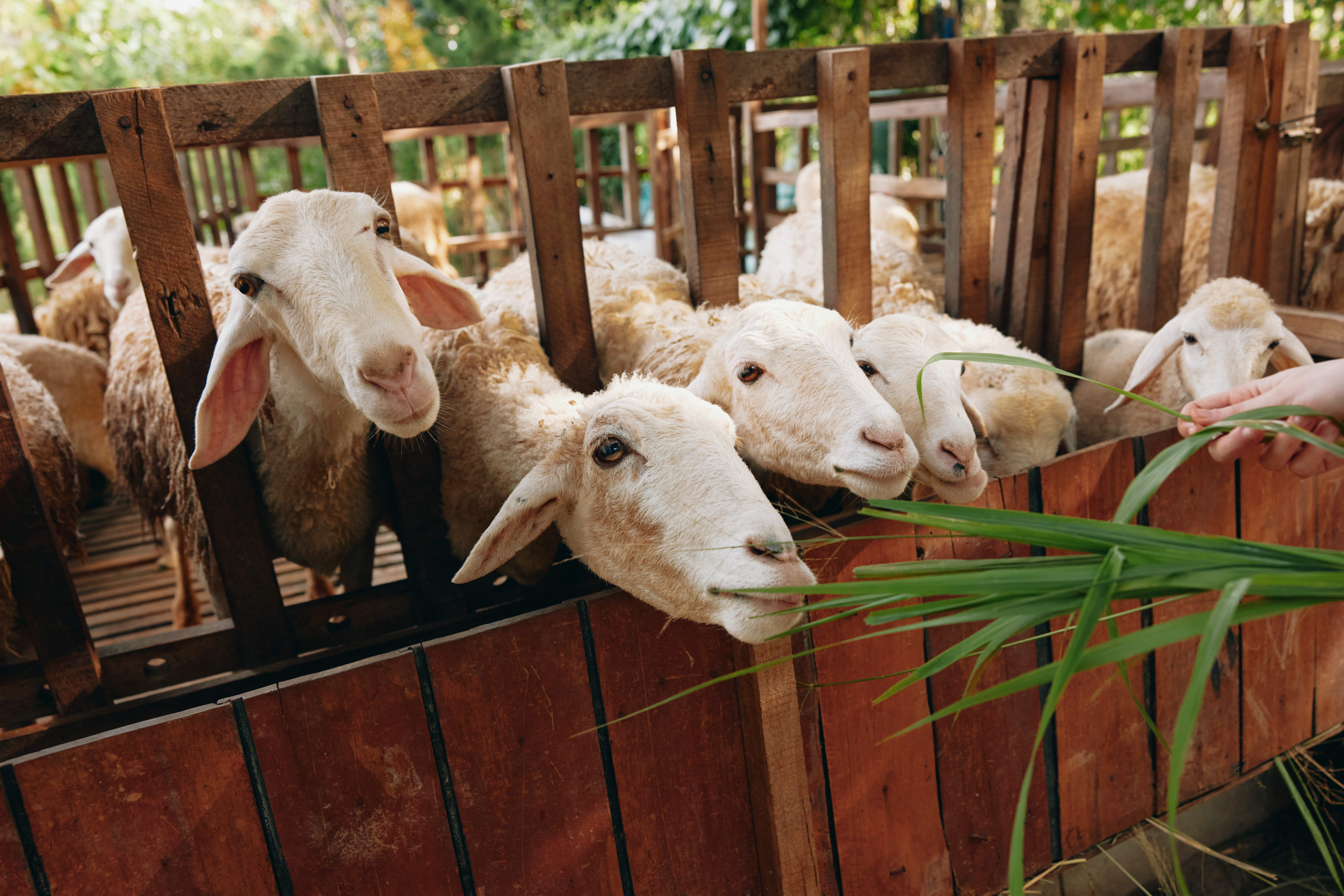 Cânhamo na alimentação animal: uma alternativa à soja