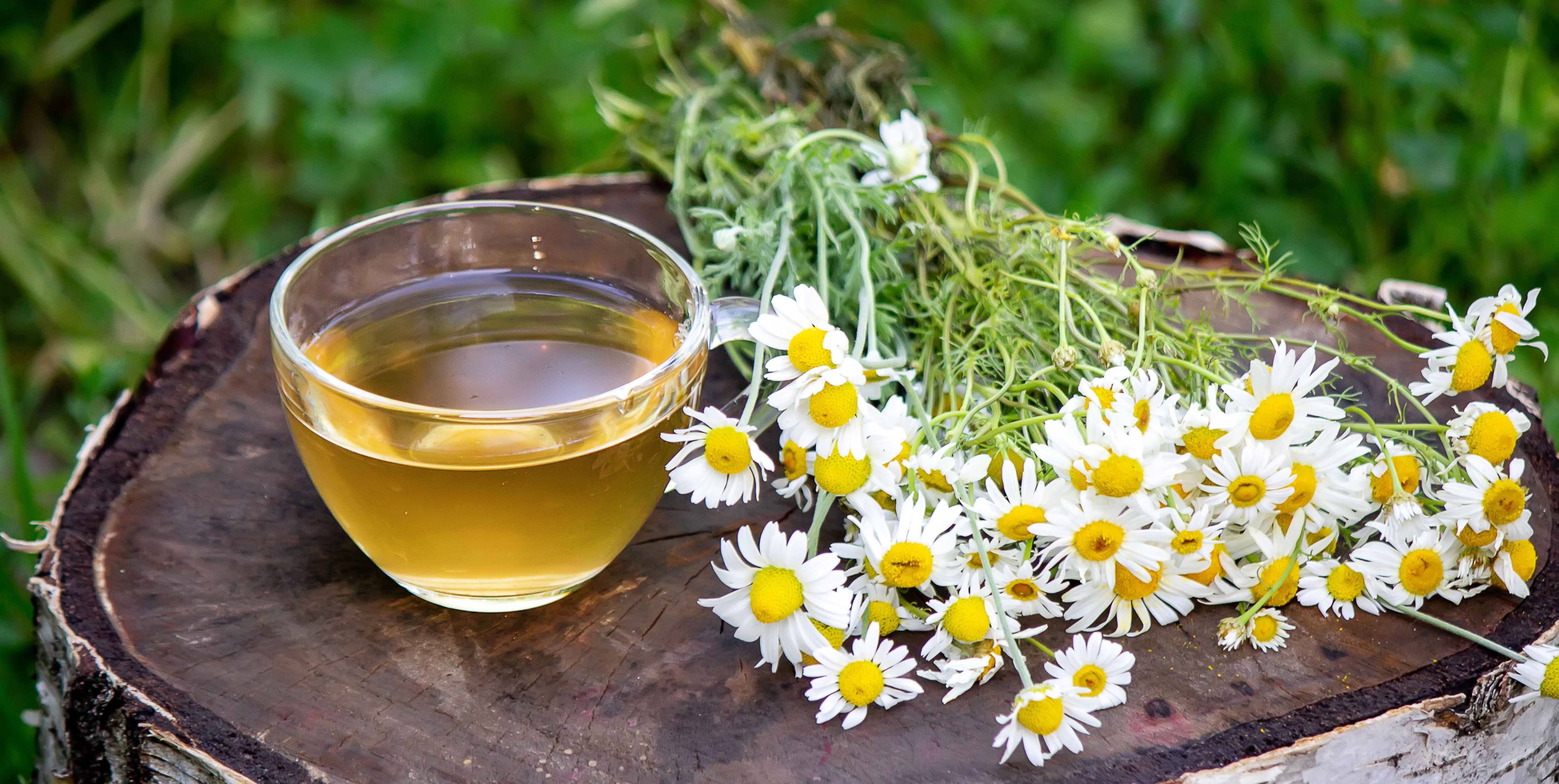 Como a camomila age no sistema endocanabinoide para promover efeitos relaxantes