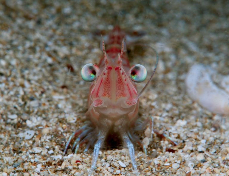 Camarão vivo no fundo do mar olhando para a câmera