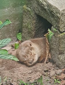 Lontra dormindo na toca com a cabeça para fora