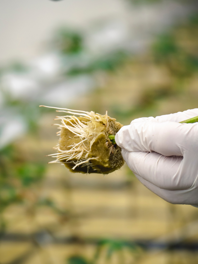 Raízes da Cannabis podem ajudar no controle da inflamação