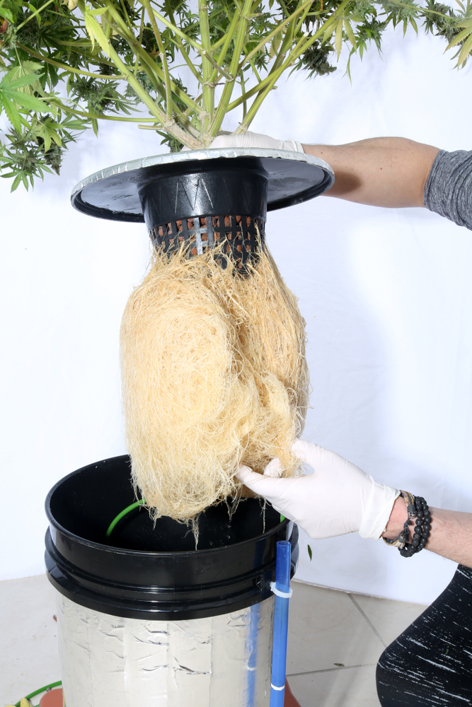 Raízes de Cannabis em cultivo hidropônico