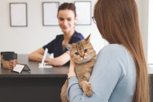 CBD é seguro para gatos e melhora comportamento em consultórios, diz estudo