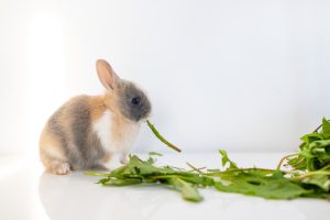 Cannabis para coelhos: estudo revela benefícios do CBD no bem-estar animal