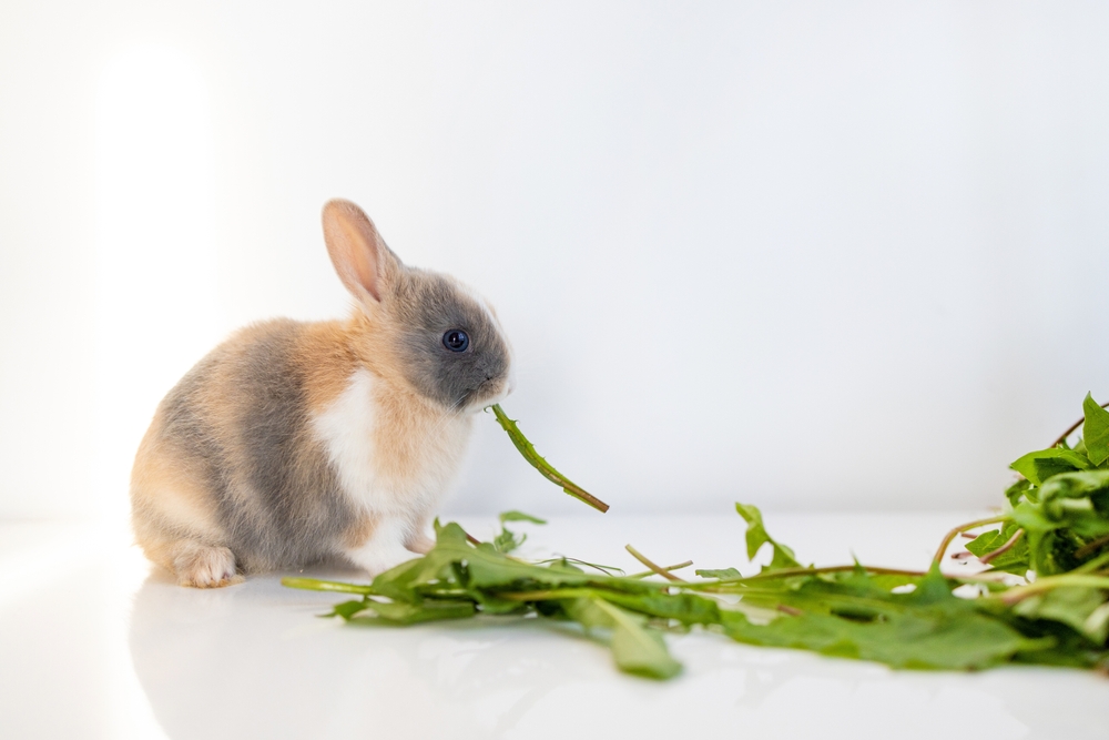 Cannabis para coelhos: estudo revela benefícios do CBD no bem-estar animal