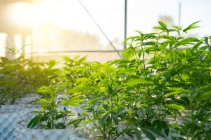 Tetrahidrocanabivarina (THCV): pesquisas mostram segurança e efeitos em diferentes doses