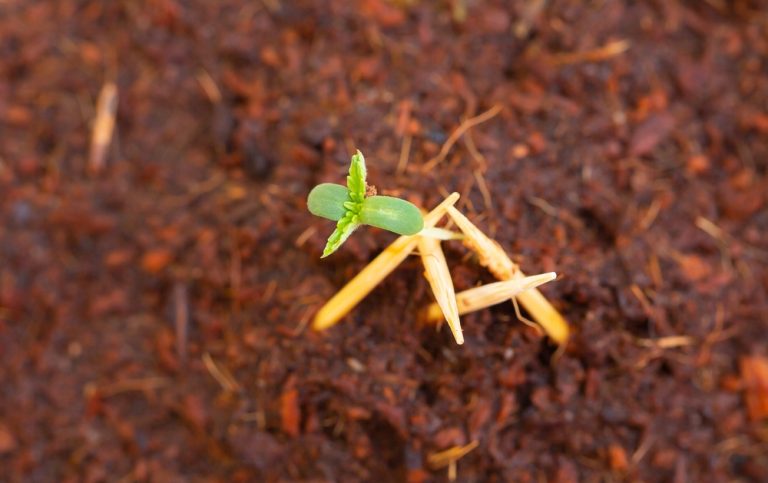 Microverdes da Cannabis possuem alta concentração de nutrientes