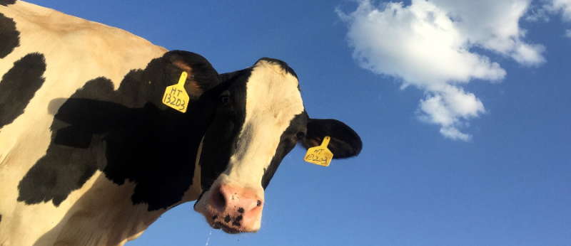 Cânhamo é seguro para alimentar gado de corte