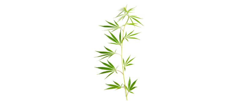 Caule da Cannabis também pode ter propriedades terapêuticas