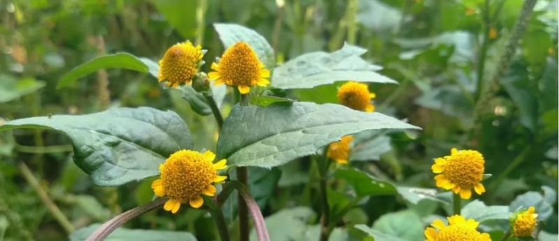 Jambu e CBD: a dupla promissora no tratamento da gengivite