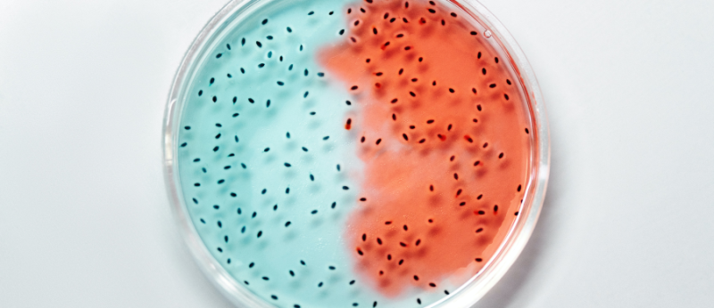 Os terpenos na atividade antibacteriana e antifúngica da Cannabis