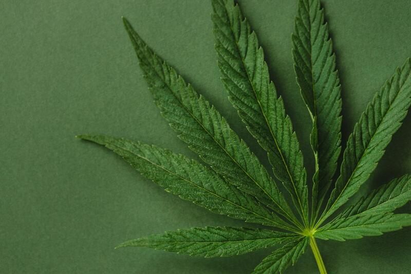folha de cannabis folhagem