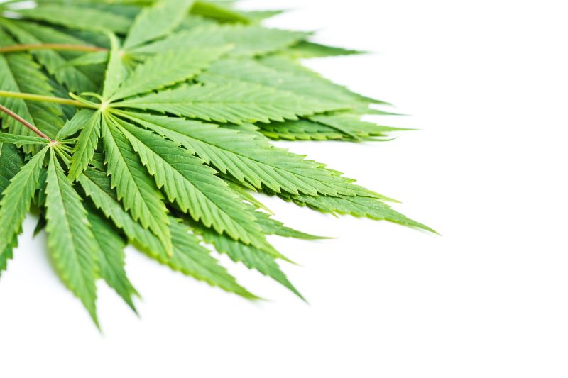 Estilbenos: compostos promissores das folhas da Cannabis