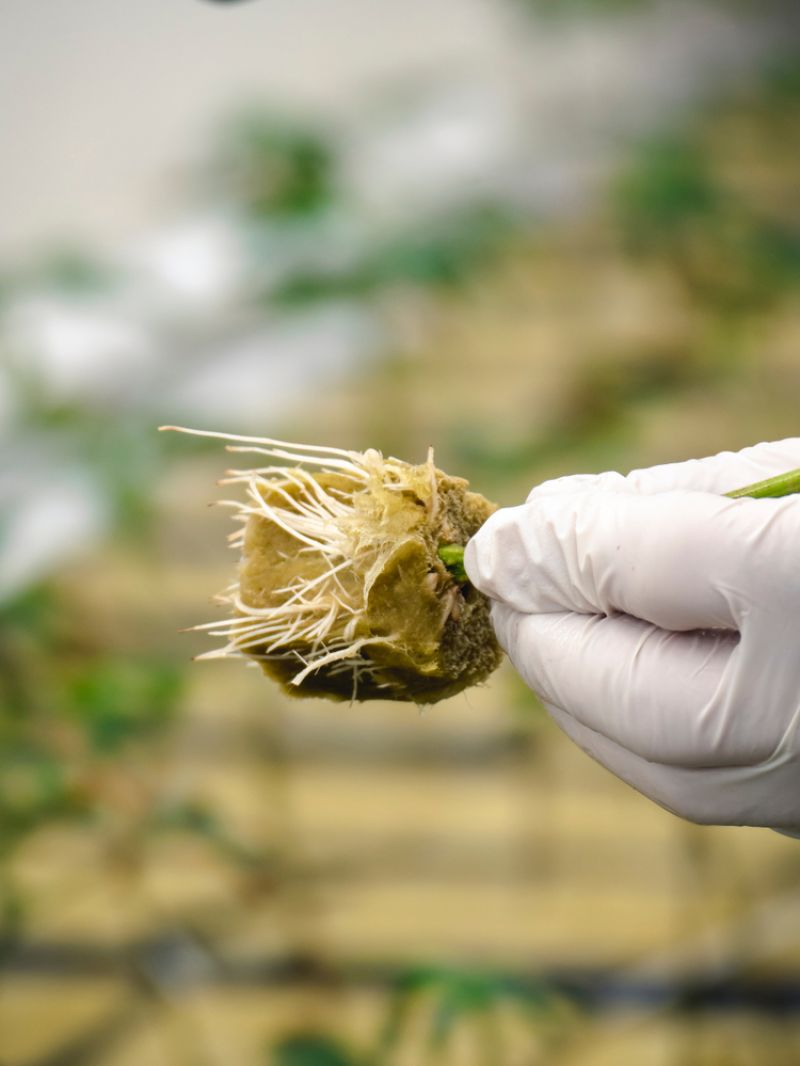 Raízes da Cannabis podem ajudar no controle da inflamação